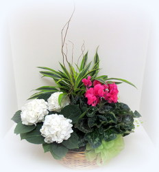 Blooming Basket III from Lesher's Flowers, local St. Louis Florist since 1973