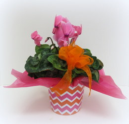 Chevron Cyclamen from Lesher's Flowers, local St. Louis Florist since 1973