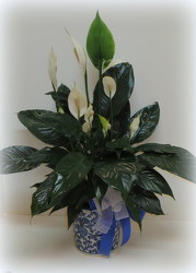 Classic Peace Lily from Lesher's Flowers, local St. Louis Florist since 1973