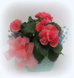 Fancy Begonia from Lesher's Flowers, local St. Louis Florist since 1973