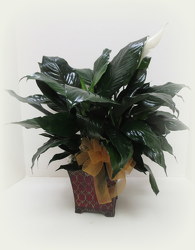 Fancy Peace Lily from Lesher's Flowers, local St. Louis Florist since 1973