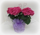 Hydrangea Plant from Lesher's Flowers, local St. Louis Florist since 1973