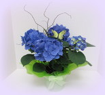 Hydrangea from Lesher's Flowers, local St. Louis Florist since 1973