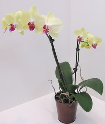 Phalaenopsis Orchid from Lesher's Flowers, local St. Louis Florist since 1973