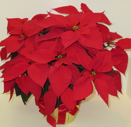 Poinsettia Plant from Lesher's Flowers, local St. Louis Florist since 1973