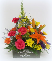 Planter Box from Lesher's Flowers, local St. Louis Florist since 1973