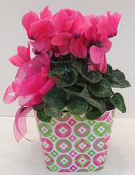Sassy Cyclamen from Lesher's Flowers, local St. Louis Florist since 1973