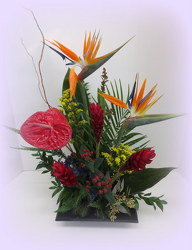 Tropical Thoughts from Lesher's Flowers, local St. Louis Florist since 1973