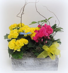 White Wash Planter from Lesher's Flowers, local St. Louis Florist since 1973