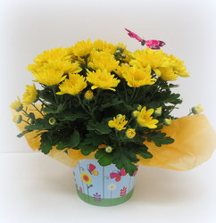 Yellow Daisy from Lesher's Flowers, local St. Louis Florist since 1973