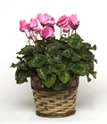 Blooming Cyclamen Plant
