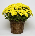 Blooming Mum