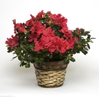 Blooming Azalea Plant