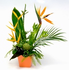 Tropical Fantasy