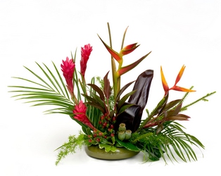 Tropical Delight from Lesher's Flowers, local St. Louis Florist since 1973