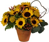 Summer Sunflowers