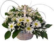 Daisy Cheer