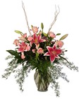 Gazers and Pink