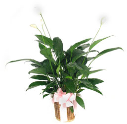 Peace Lily from Lesher's Flowers, local St. Louis Florist since 1973