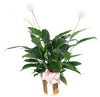 Peace Lily from Lesher's Flowers, local St. Louis Florist since 1973
