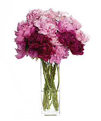 Pretty Peonies