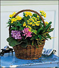 Petite European Basket