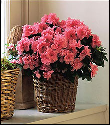 Pink Azalea