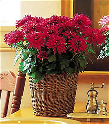 Purple Chrysanthemum