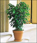 Ficus Bush