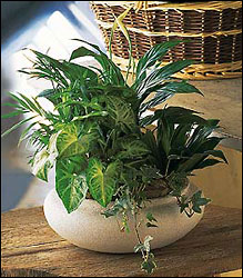 Medium Dish Garden
