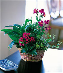 Dish Garden with Pinks