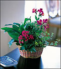 Dish Garden with Pinks