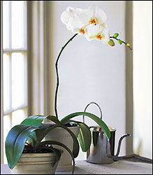 White Phalaenopsis Orchid