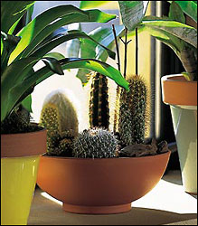 Cactus Garden