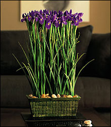 Iris Garden