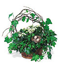 Kalanchoe and Ivy Basket
