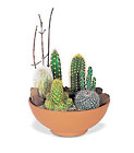 Cactus Garden