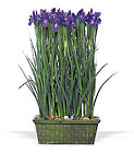 Iris Garden
