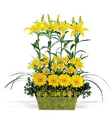 Yellow Garden Rows