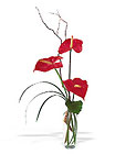 The Simplicty of Anthuriums