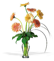 Grand Gerberas