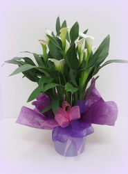 Calla Lily from Lesher's Flowers, local St. Louis Florist since 1973