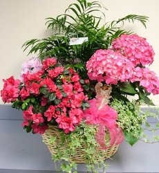 Ray of Hope Basket from Lesher's Flowers, local St. Louis Florist since 1973