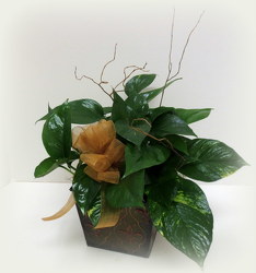 Fancy Pothos from Lesher's Flowers, local St. Louis Florist since 1973