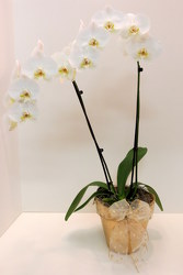 Fancy Orchid from Lesher's Flowers, local St. Louis Florist since 1973