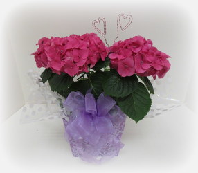 Hydrangea Plant