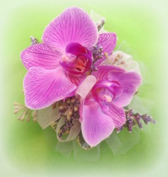 Orchid Wrist Corsage from Lesher's Flowers, local St. Louis Florist since 1973