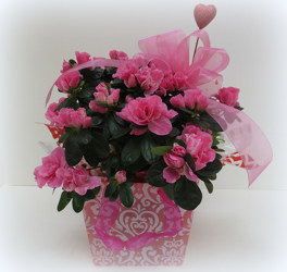 Azalea from Lesher's Flowers, local St. Louis Florist since 1973