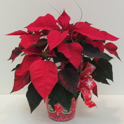 Deluxe Poinsettia from Lesher's Flowers, local St. Louis Florist since 1973