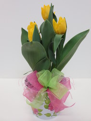 Tulip Plant from Lesher's Flowers, local St. Louis Florist since 1973